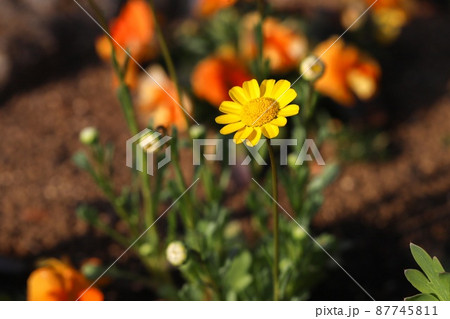 クリサンセマム•ムルチコーレ 87745811