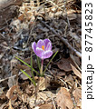 自然に咲く紫色のクロッカスのアップ 87745823