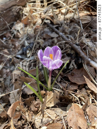 自然に咲く紫色のクロッカスのアップ 87745823
