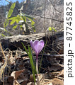 自然に咲く紫色のクロッカス 87745825