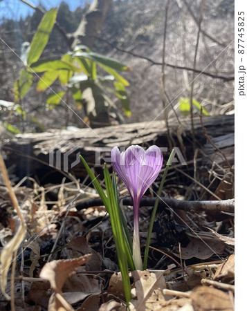 自然に咲く紫色のクロッカス 87745825
