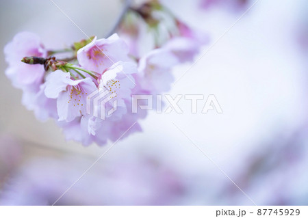 桜のアップ 87745929
