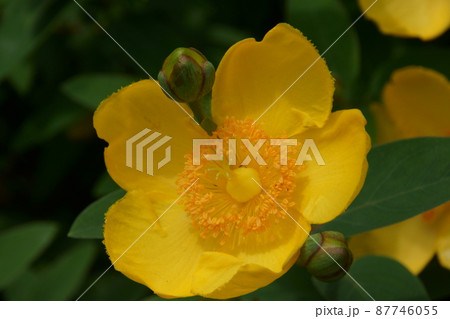 キンシバイ 87746055