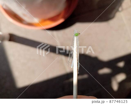 アブラムシを爪楊枝で駆除しているところ 87746125