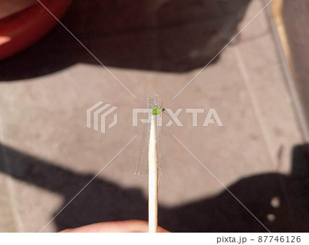 爪楊枝の先で駆除されているアブラムシ 87746126