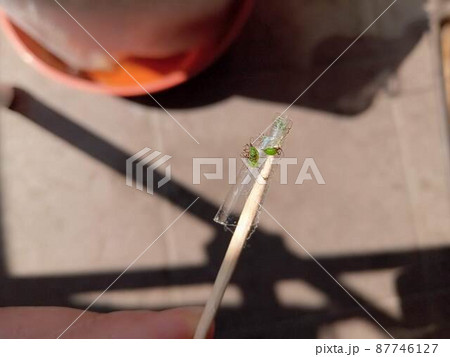 爪楊枝の先で駆除されているアブラムシたち 87746127