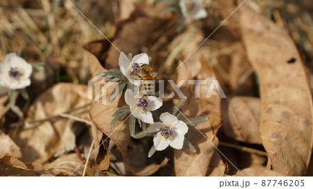 節分草の蜜を吸うセイヨウミツバチ 節分草の蜜を吸うセイヨウミツバチ 87746205