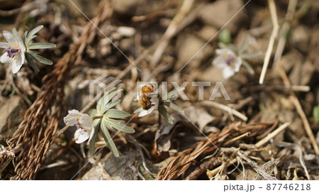 節分草の蜜を吸うセイヨウミツバチ 87746218
