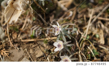 セツブンソウの蜜を吸うニホンミツバチ 87746495