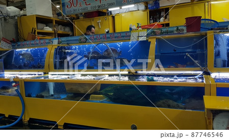 弾道項 クローバー 87746546