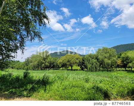 弾道項 クローバー 87746563