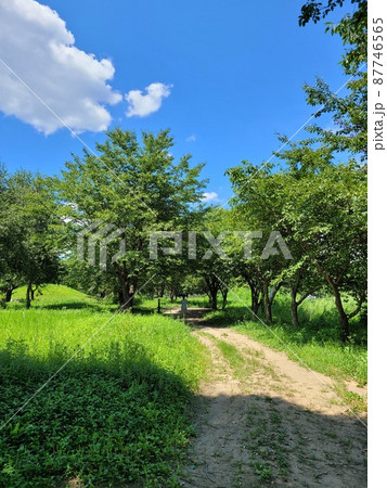 弾道項 クローバー 87746565