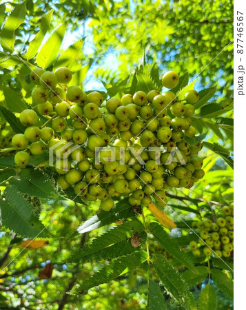 弾道項 クローバー 87746567