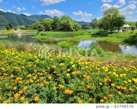 弾道項 クローバー 87746576