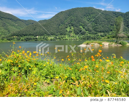 弾道項 クローバー 87746580