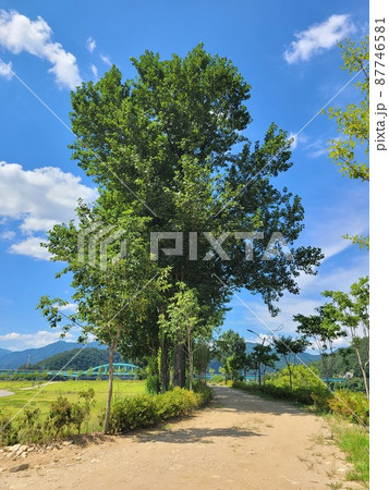 弾道項 クローバー 87746581