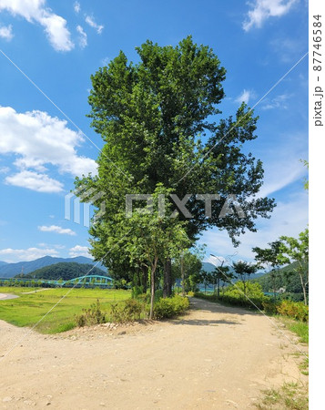 弾道項 クローバー 87746584