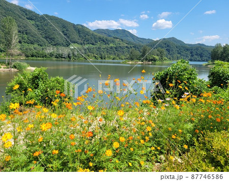 弾道項 クローバー 87746586