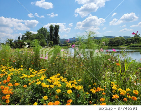 弾道項 クローバー 87746591