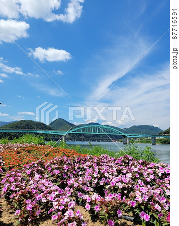 弾道項 クローバー 87746594