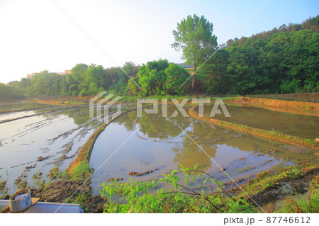 弾道項 クローバー 87746612