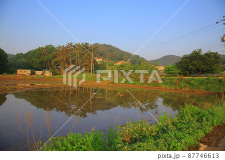 弾道項 クローバー 87746613