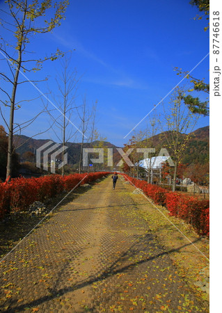 弾道項 クローバー 87746618