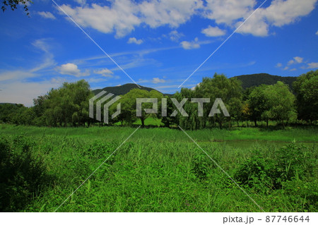 弾道項 クローバー 87746644