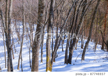 (山梨県)御坂黒岳の雪山登山道 (山梨県)御坂黒岳の雪山登山道 87746937