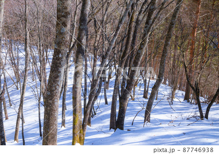 (山梨県)御坂黒岳の雪山登山道 (山梨県)御坂黒岳の雪山登山道 87746938