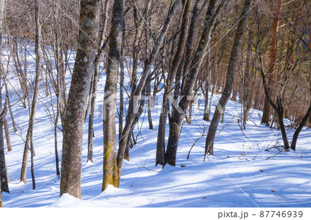 （山梨県）御坂黒岳の雪山登山道 87746939
