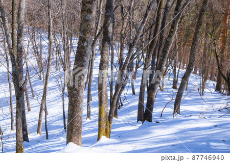 (山梨県)御坂黒岳の雪山登山道 (山梨県)御坂黒岳の雪山登山道 87746940