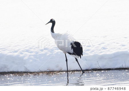 雪原の川で餌を探すタンチョウ 87746948