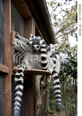 神戸どうぶつ王国のワオキツネザル 87746980