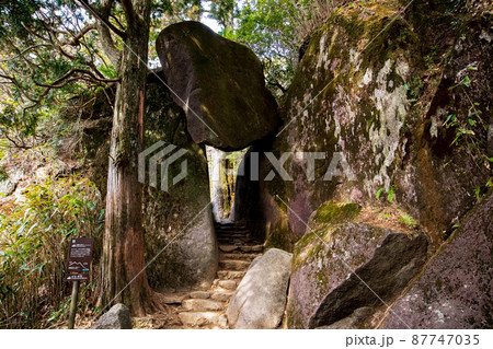 弁慶七戻り 87747035