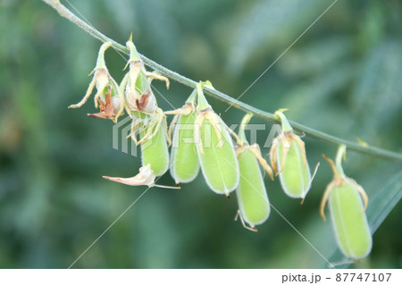 Young pods of Sunn Hemp. Young pods of Sunn Hemp. 87747107