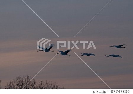 塒へ帰るタンチョウ 87747336