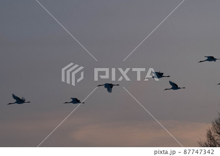 塒へ帰るタンチョウ 87747342