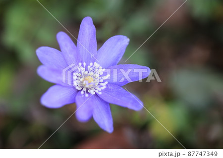 キクザキイチゲ 87747349