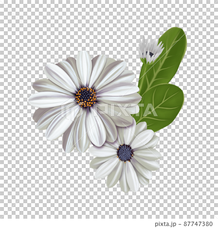 Beautiful white gerbera combination set without line drawing Beautiful white gerbera combination set without line drawing 87747380