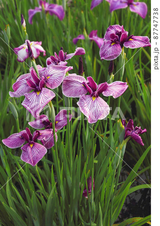 花菖蒲のつぶやきが聞こえて来そう。こんなに素敵に咲きました。見て！見て！ 87747738