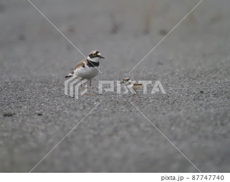 空き地のコチドリ幼鳥と親鳥 空き地のコチドリ幼鳥と親鳥 87747740