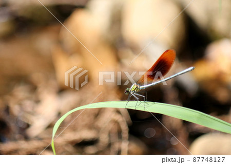 葉っぱに止まるカワトンボ 葉っぱに止まるカワトンボ 87748127