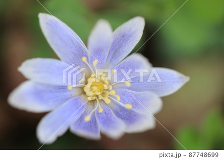 キクザキイチゲ 87748699