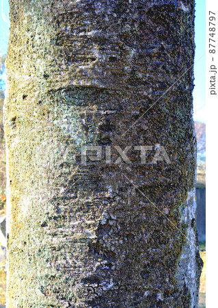 クロガネモチの幹 87748797