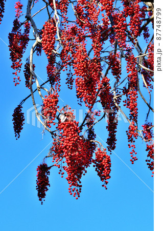 葉が落ちて実だけのクロガネモチ 葉が落ちて実だけのクロガネモチ 87748799