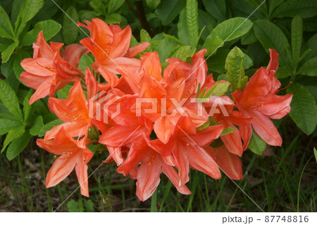 ツツジ ツツジ 87748816