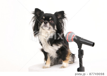 おもちゃのスタンドマイクの前で自慢げにおすわりをする黒いロングコートチワワ おもちゃのスタンドマイクの前で自慢げにおすわりをする黒いロングコートチワワ 87749098