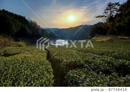 奈良県山辺郡山添村大塩で撮影した茶畑 奈良県山辺郡山添村大塩で撮影した茶畑 87749419