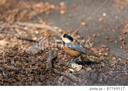 ヤマガラ 87749517